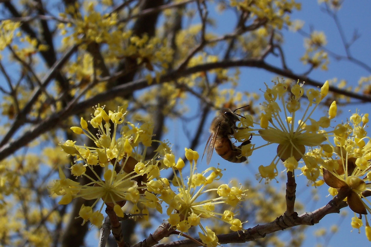 [1.절지동물문-곤충강-벌목-꿀벌과] 양봉꿀벌 (KNUE).JPG