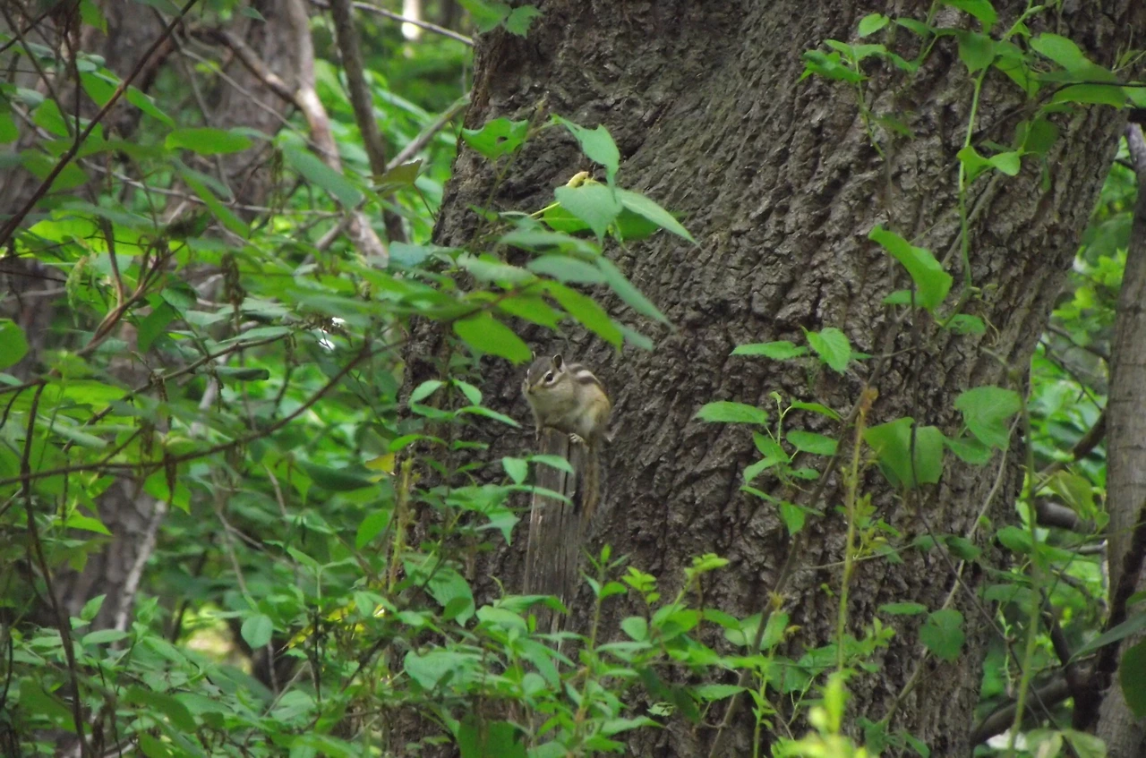 [1.척추동물아문-포유강-쥐목-다람쥐과] 다람쥐 (KNUE1-2).JPG