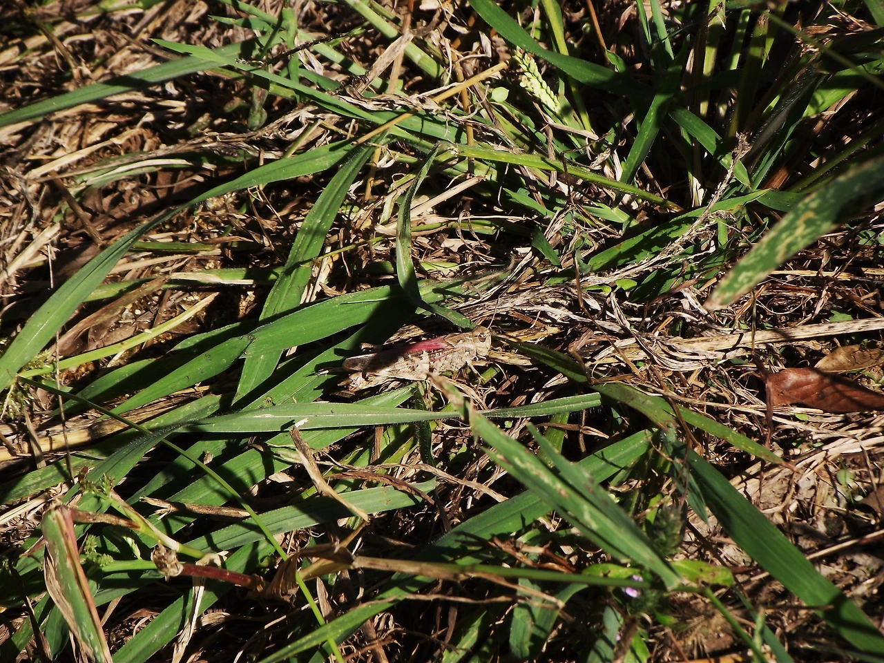 [1.절지동물문-곤충강-메뚜기목-메뚜기과] 메뚜기_팥중이 (KNUE).JPG