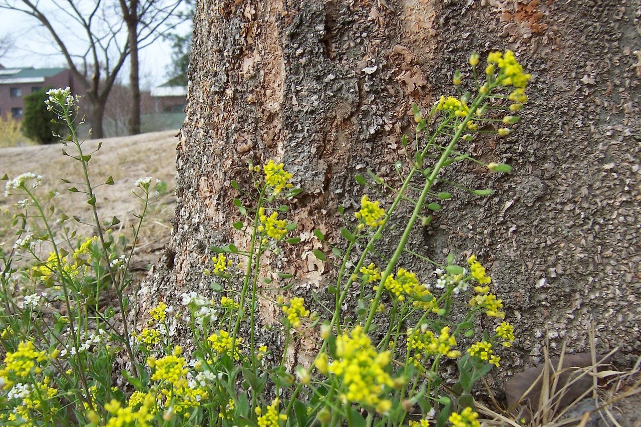 [2.속씨식물문-(진정)쌍떡잎식물강-장미군-십자화목-십자화과] 꽃다지_꽃 (4월, KNUE).JPG