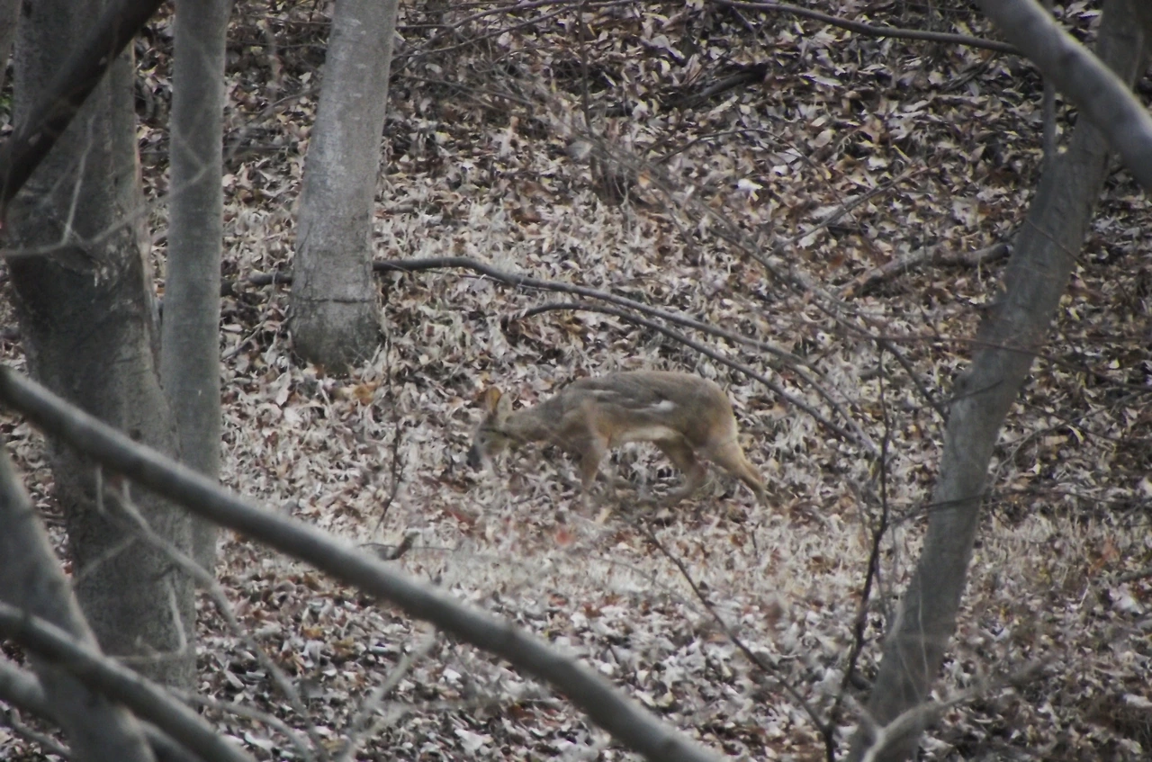 [1.척추동물아문-포유강-소목-사슴과] 고라니 (KNUE1-1).JPG