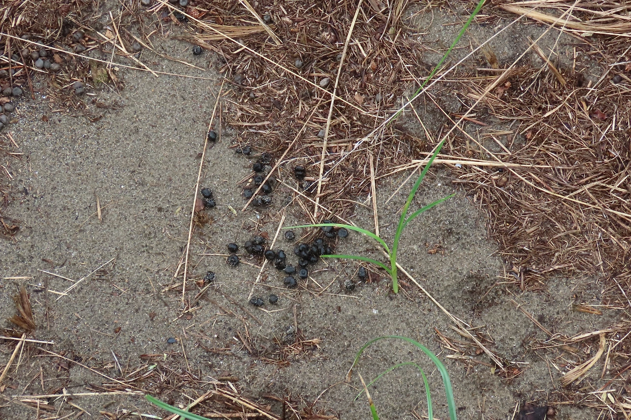 [소황사구] 고라니 똥.JPG