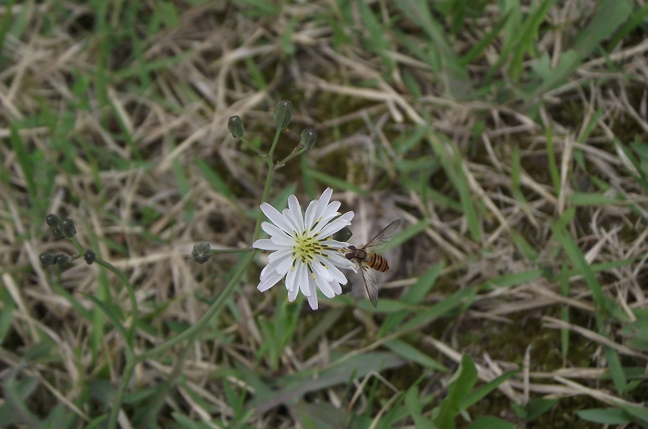 [1.절지동물문-곤충강-파리목-꽃등에과] 호리꽃등에(흰씀바귀) (KNUE).JPG