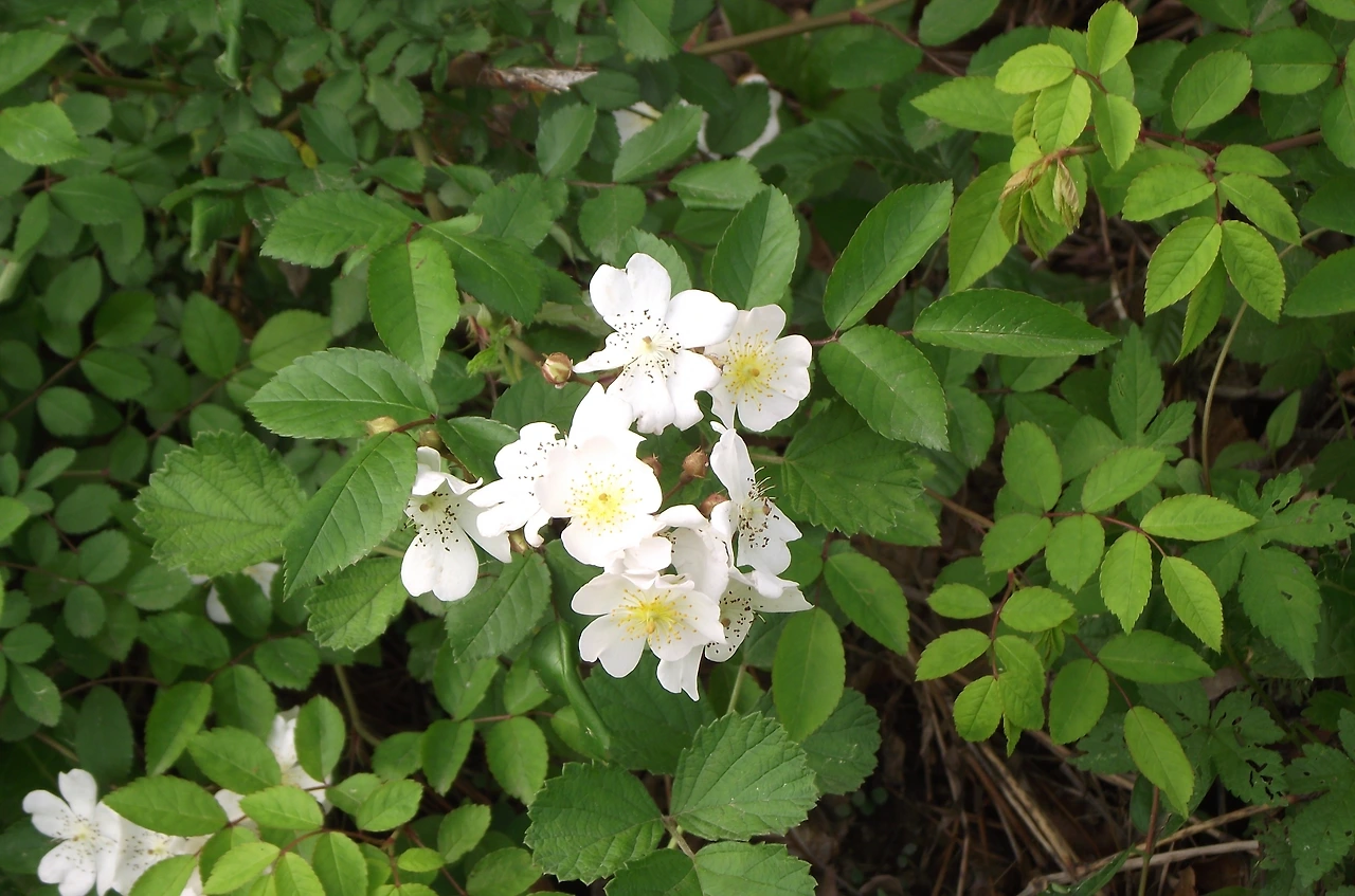 [2.속씨식물문-(진정)쌍떡잎식물강-장미군-장미목-장미과] 찔레나무_꽃 (5월, KNUE1-1).JPG