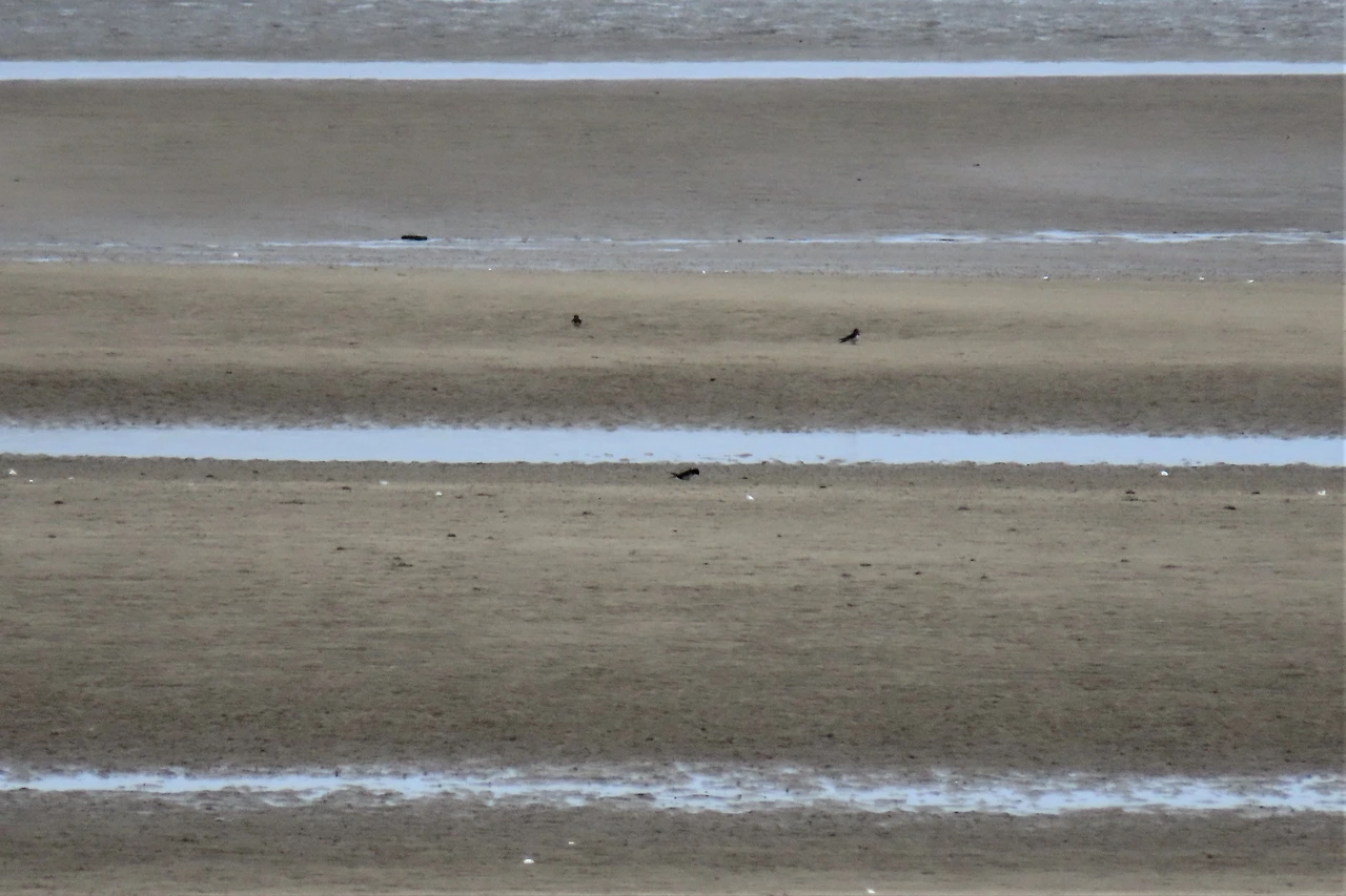 [소황사구] 새-제비.JPG