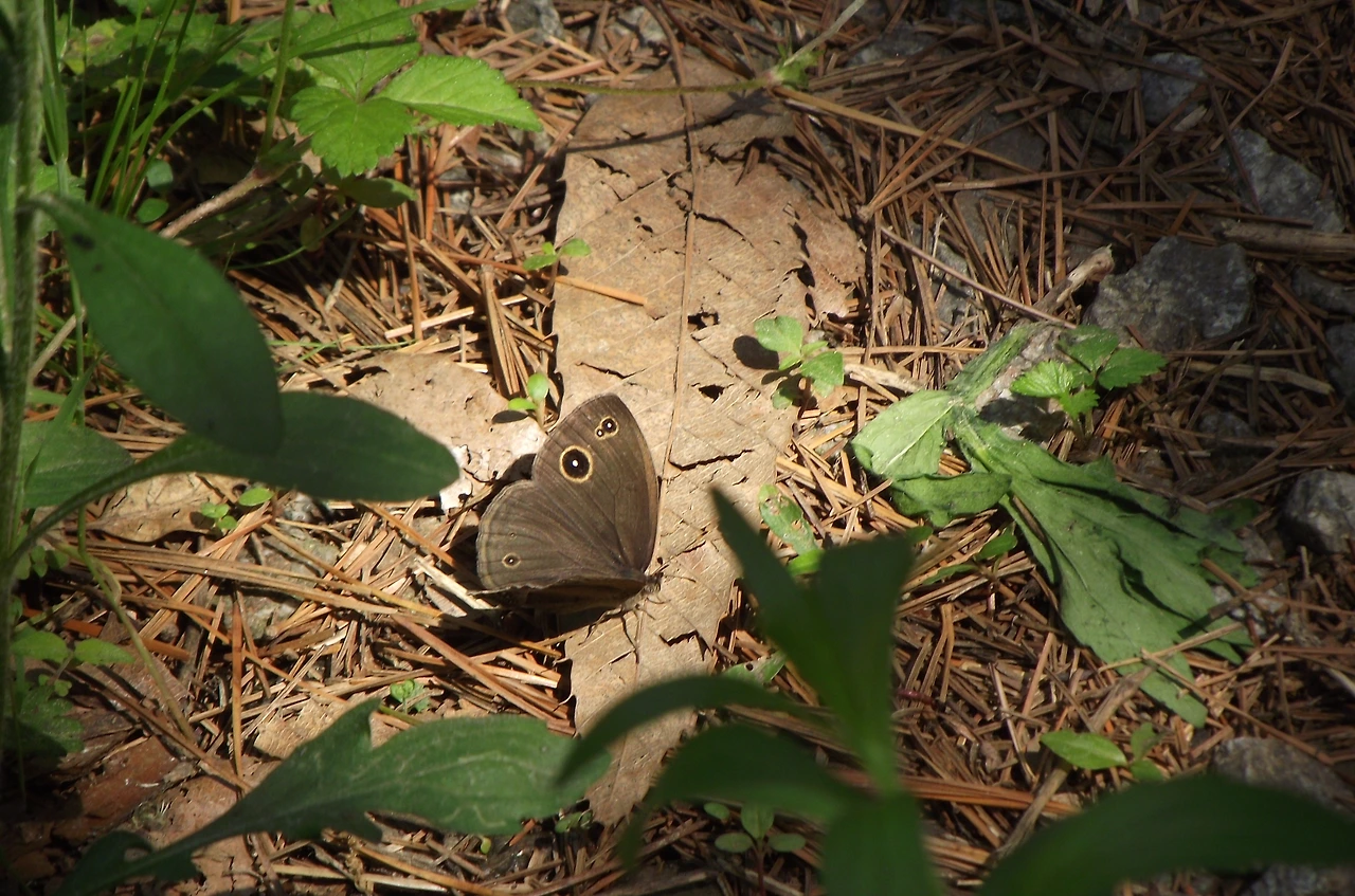 [1.절지동물문-곤충강-나비목-뱀눈나비과] 부처사촌나비 (KNUE1-1).JPG