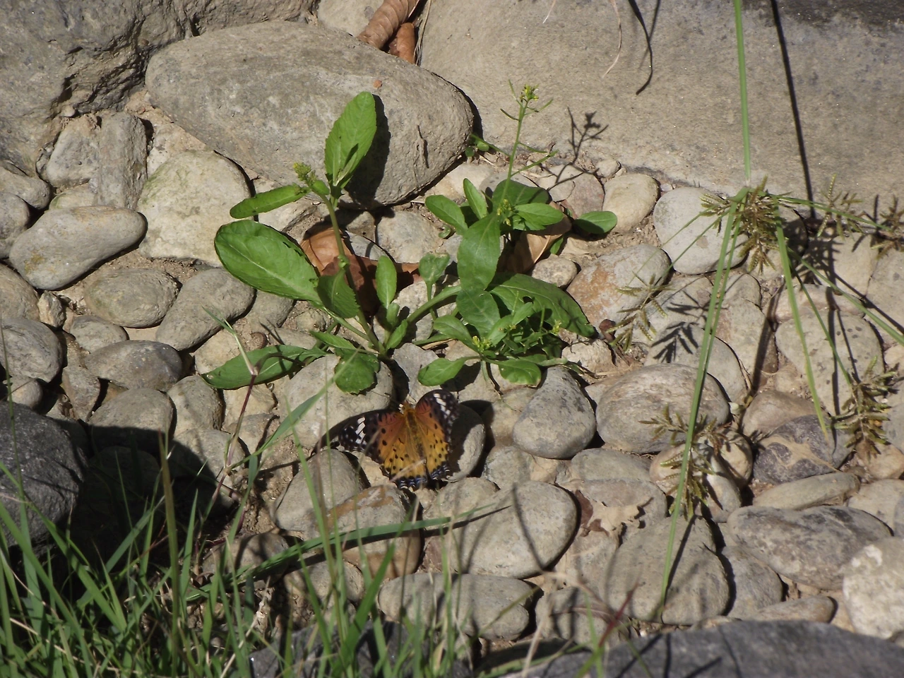 [1.절지동물문-곤충강-나비목-네발나비과-표범나비아과] 암끝검은표범나비(f) (광나룻길 그린웨이).JPG