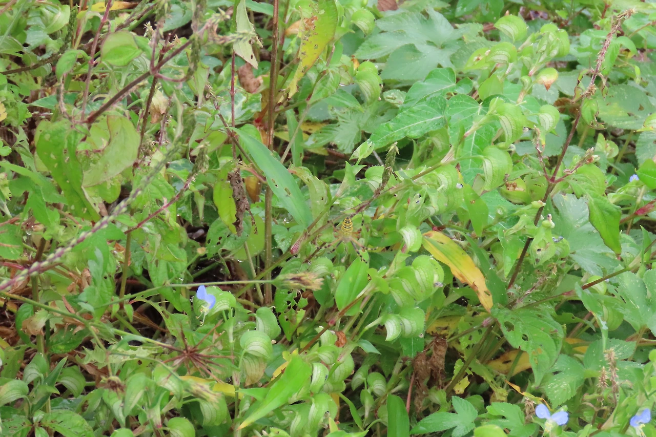 [소황사구] 거미곤충-호랑거미.JPG