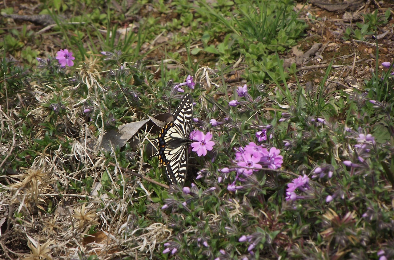 [1.절지동물문-곤충강-나비목-호랑나비과] 호랑나비 (KNUE1-1).JPG