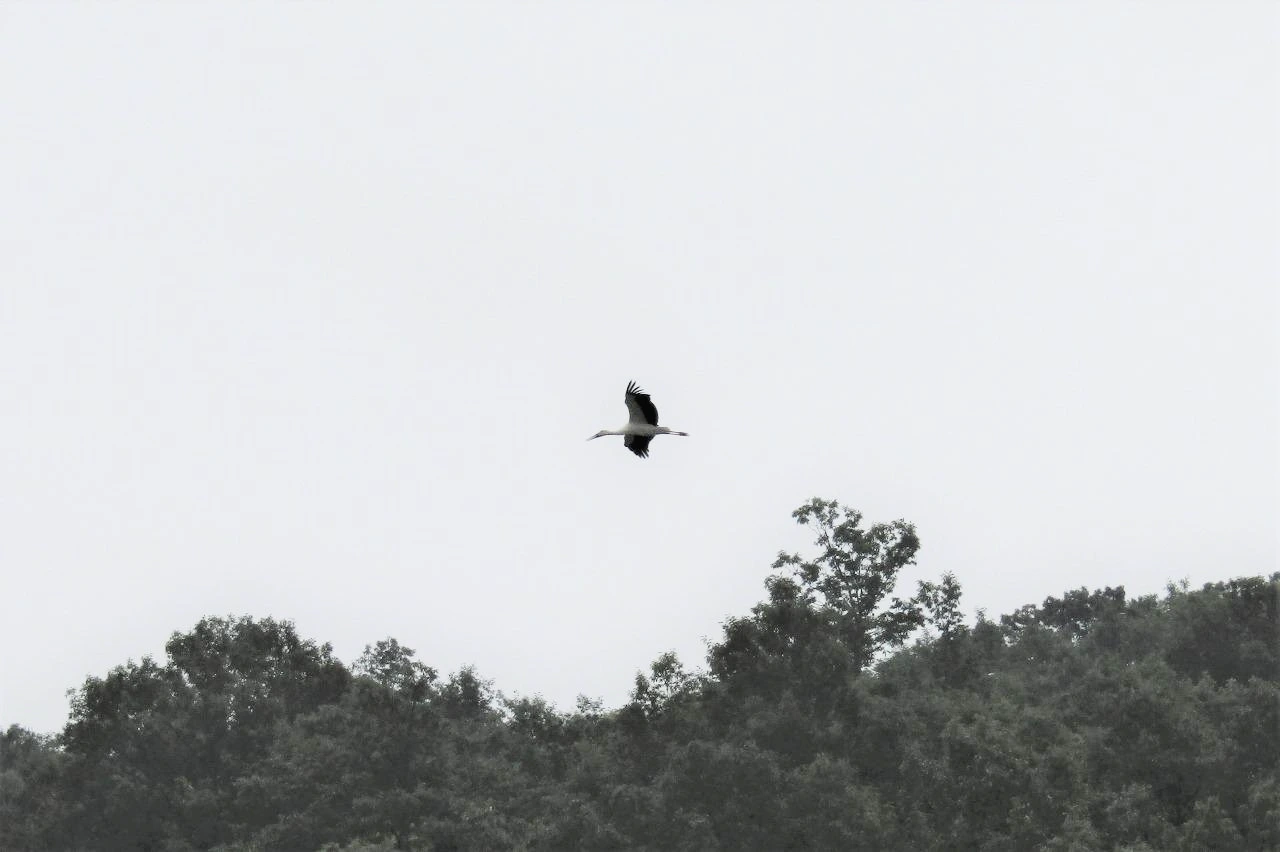 [1.척추동물아문-조강-황새목-백로과] 황새 (광시면 황새공원1-1).JPG
