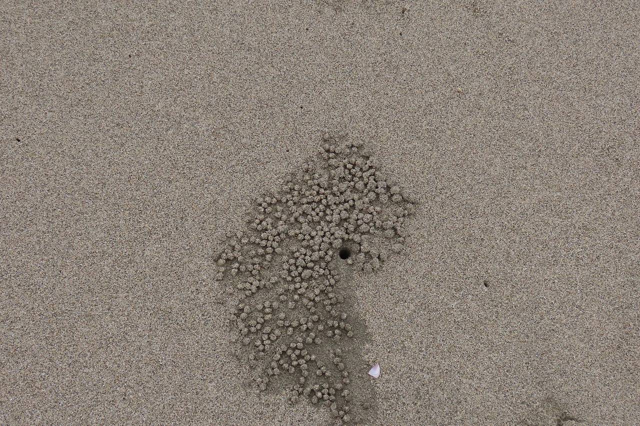 [소황사구] 모래갯벌-게1.JPG