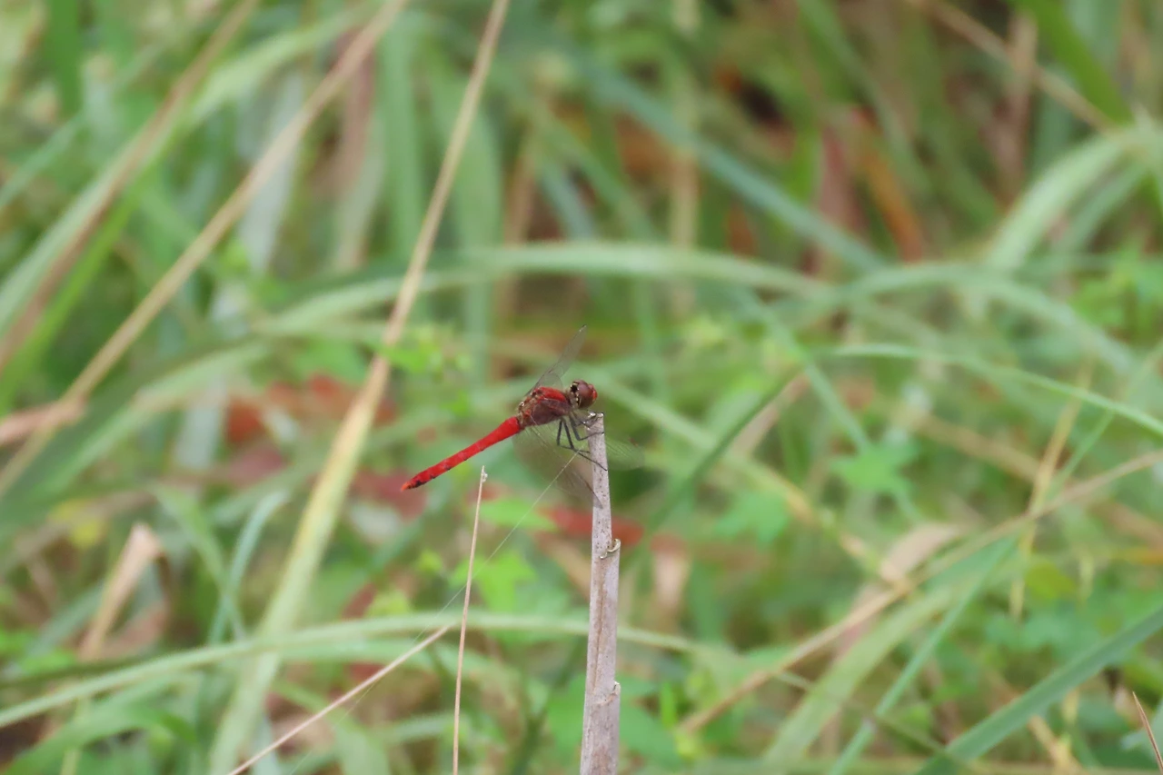 [소황사구] 거미곤충-빨간좀잠자리.JPG