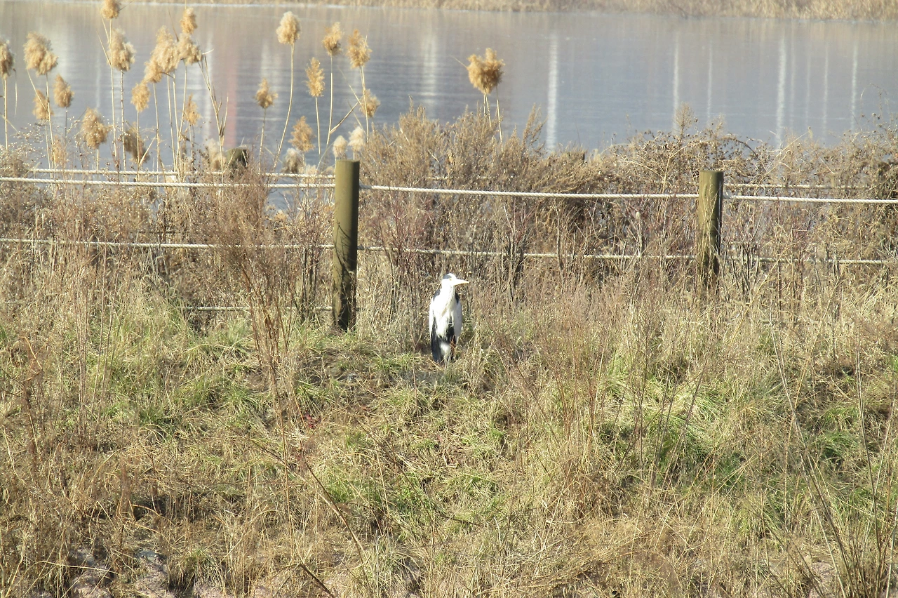 [1.척추동물아문-조강-황새목-백로과] 왜가리 (경기 의왕 왕송호수).JPG
