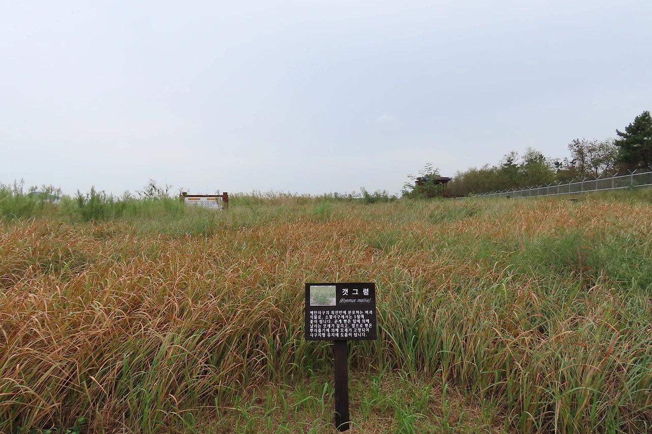 [소황사구] 염생-갯그렁.JPG