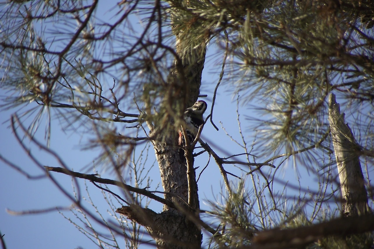 [1.척추동물아문-조강-딱따구리목-딱따구리과] 큰오색딱다구리 (KNUE1-1).JPG