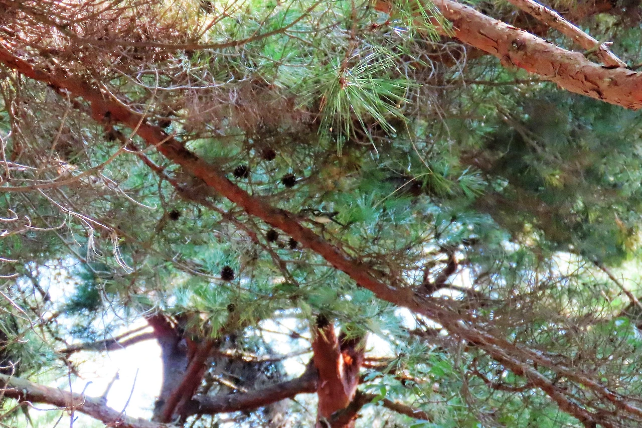 IMG_2370 - 복사본.JPG