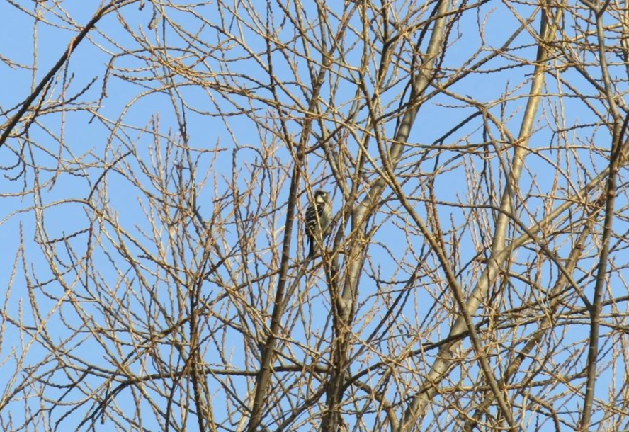 [1.척추동물아문-조강-딱따구리목-딱따구리과] 쇠딱따구리 (경기 의왕 왕송호수).JPG