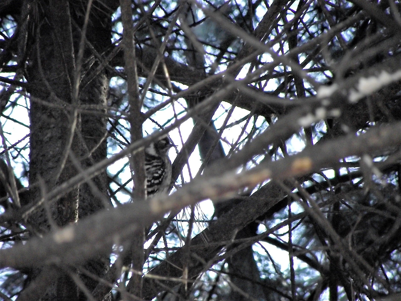 [1.척추동물아문-조강-딱따구리목-딱따구리과] 쇠딱따구리 (KNUE1).JPG