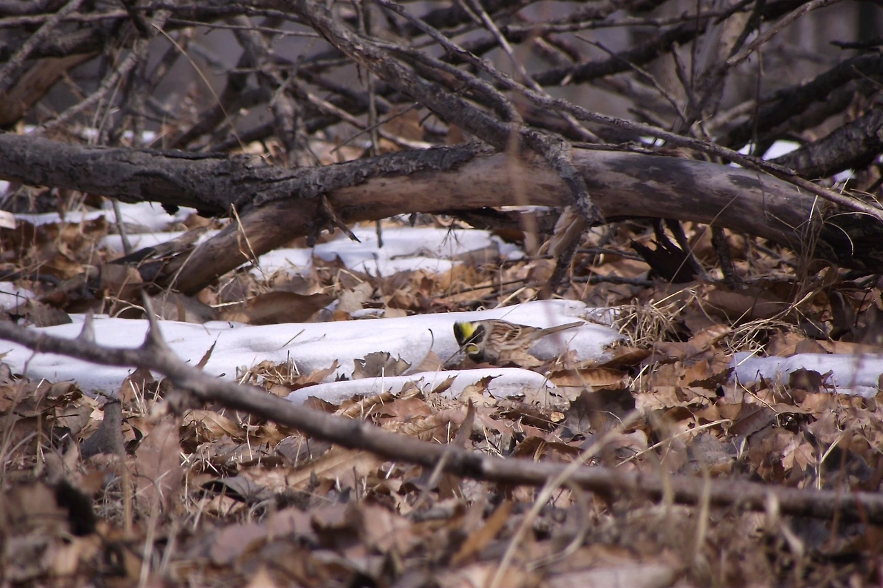 [1.척추동물아문-조강-참새목-멧새과] 노랑턱멧새 (KNUE1).JPG
