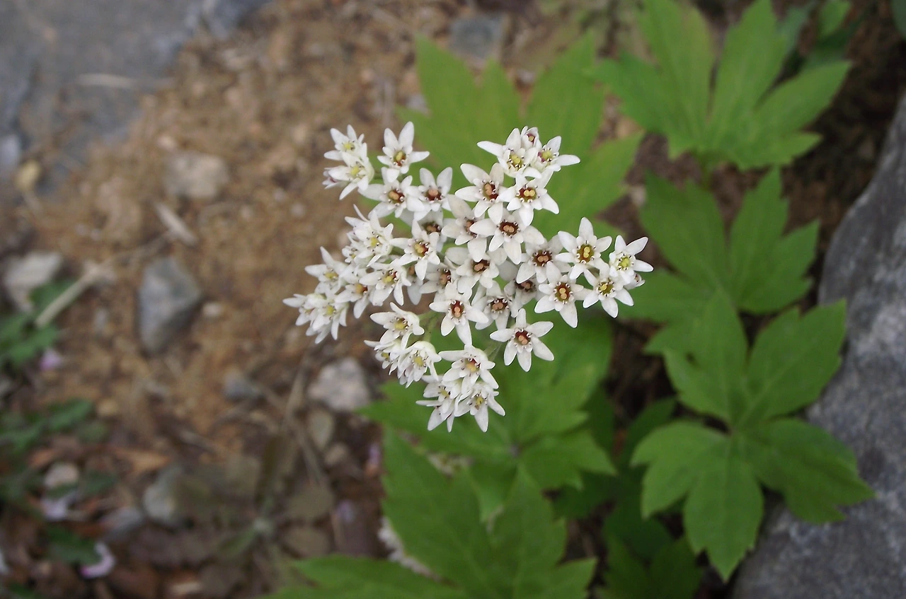 [2.속씨식물문-(진정)쌍떡잎식물강-범의귀목-범의귀과] 돌단풍_꽃 (광나룻길 그린웨이1).JPG