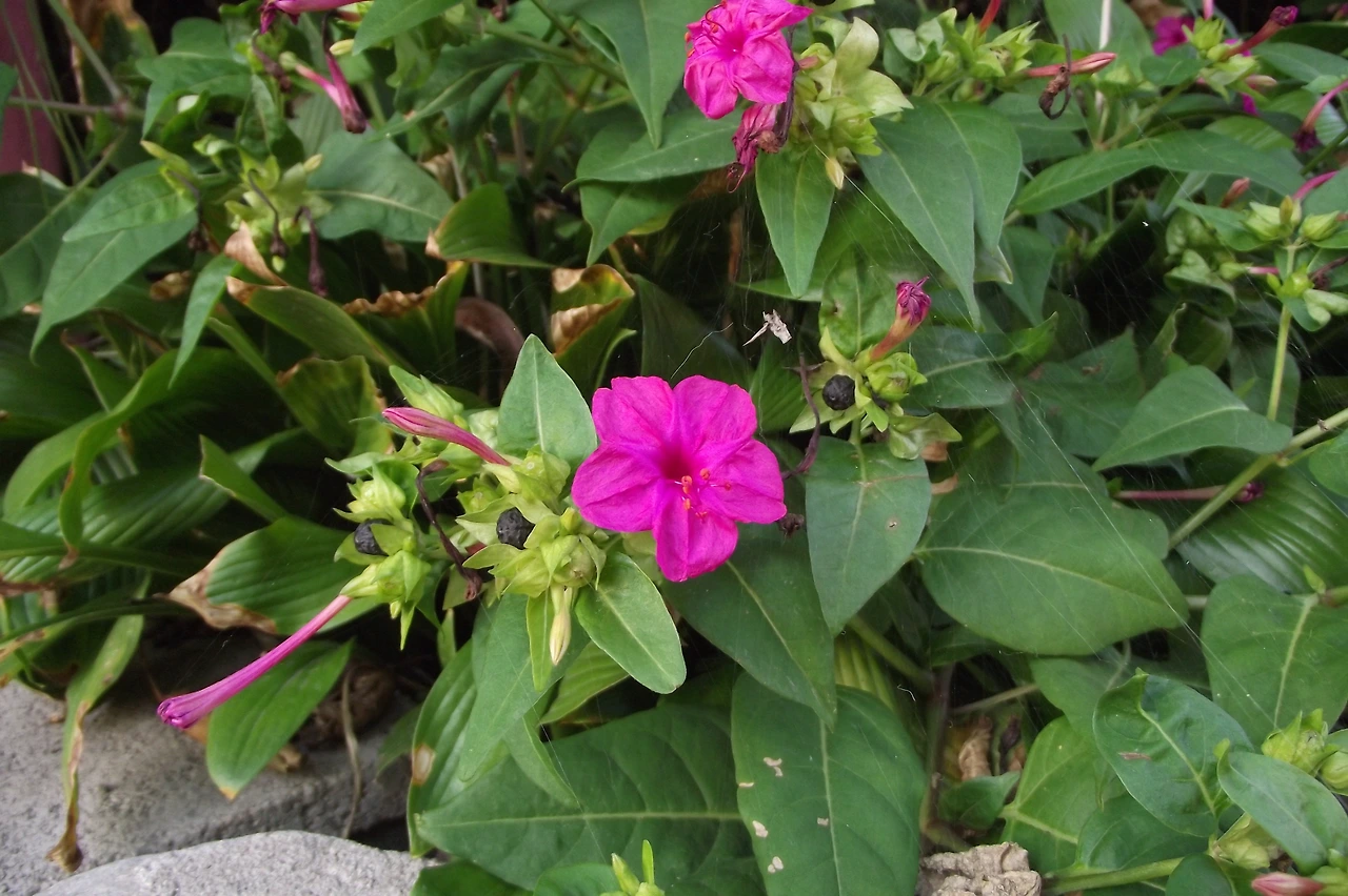 [2-1.속씨식물문-(진정)쌍떡잎식물강-석죽목-분꽃과] 분꽃_꽃 (군자동2).JPG