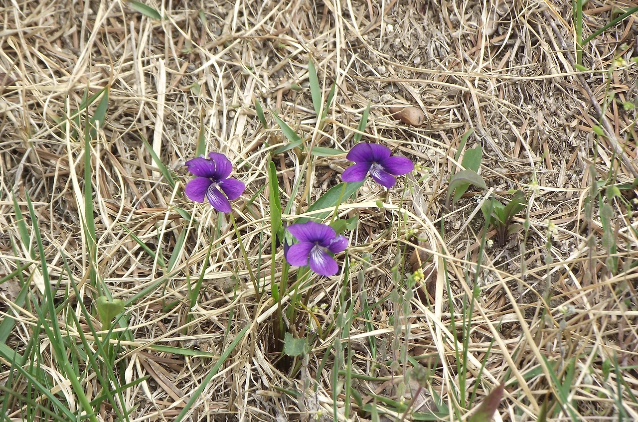 [2.속씨식물문-(진정)쌍떡잎식물강-장미군-말피기목-제비꽃과] 제비꽃_꽃 (4월, KNUE1).JPG