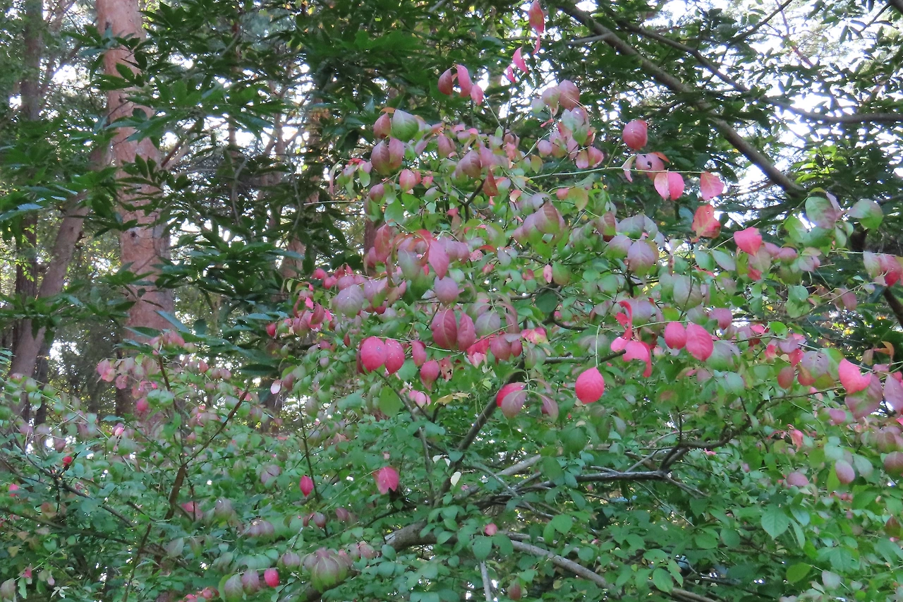 IMG_2388 - 복사본.JPG