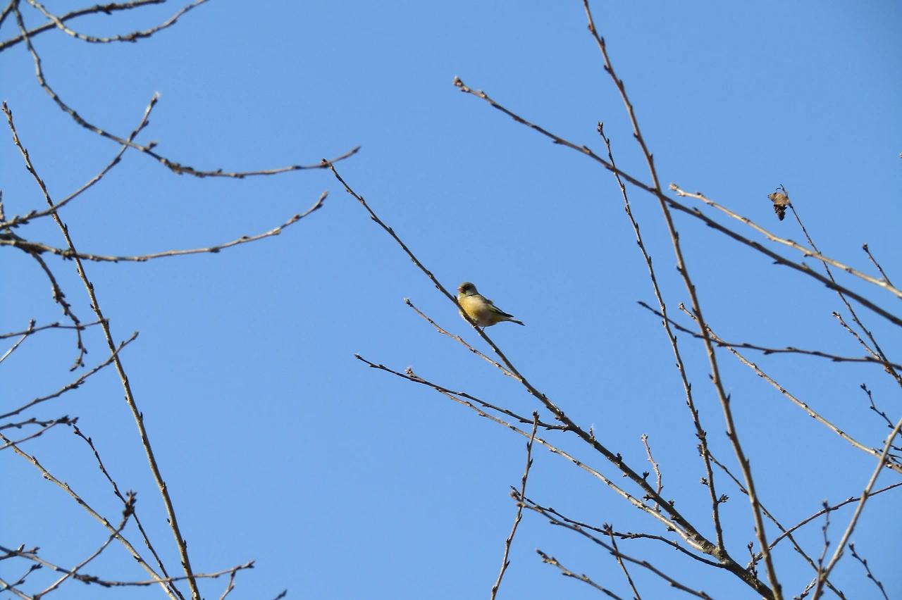 [1.척추동물아문-조강-참새목-되새과] 방울새 (경기 의왕 왕송호수).JPG