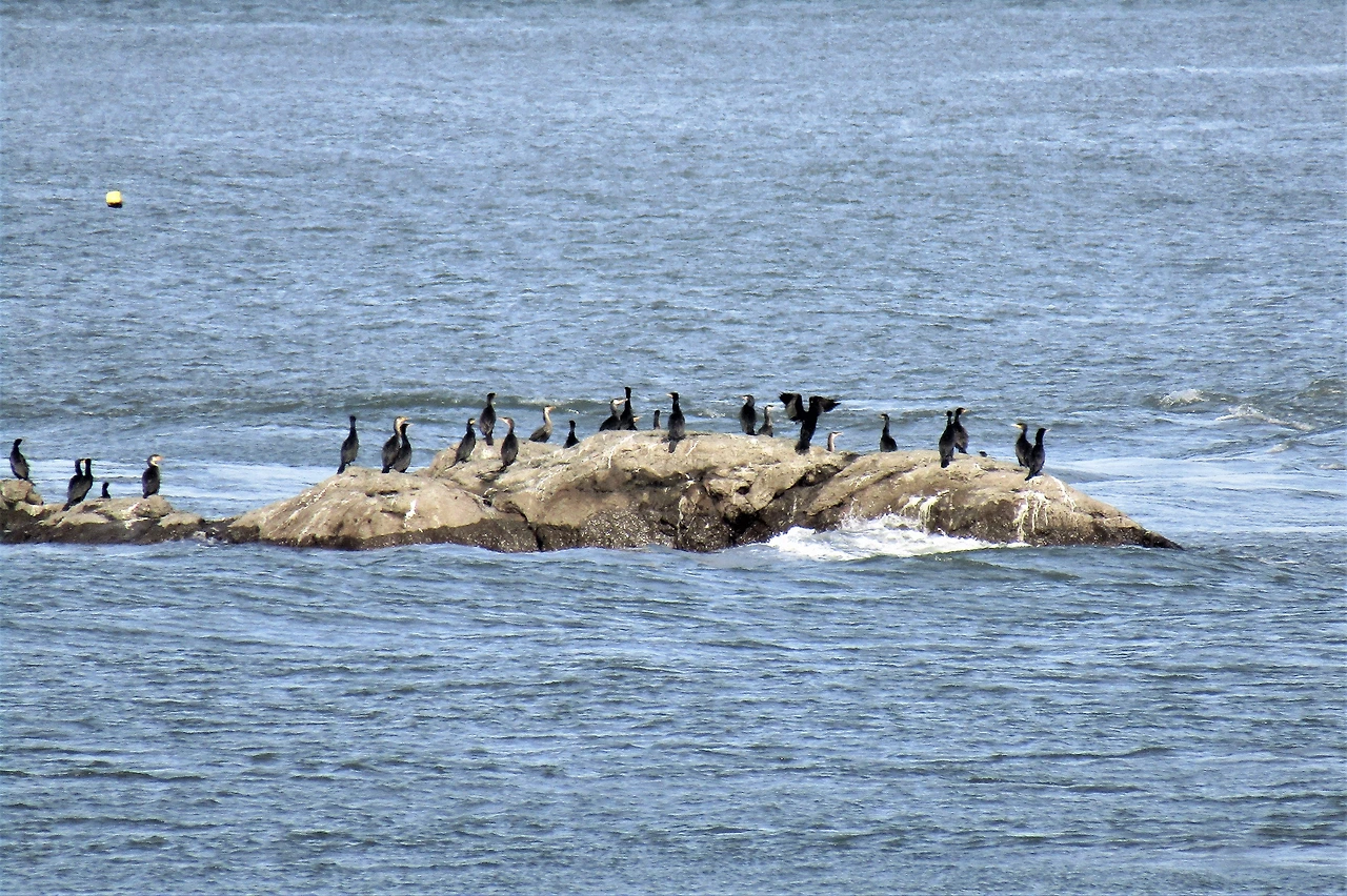 [1.척추동물아문-조강-사다새목-가마우지과] 민물가마우지 (인천 월미도1-2).JPG