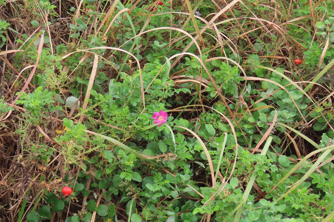 [소황사구] 염생-해당화.JPG