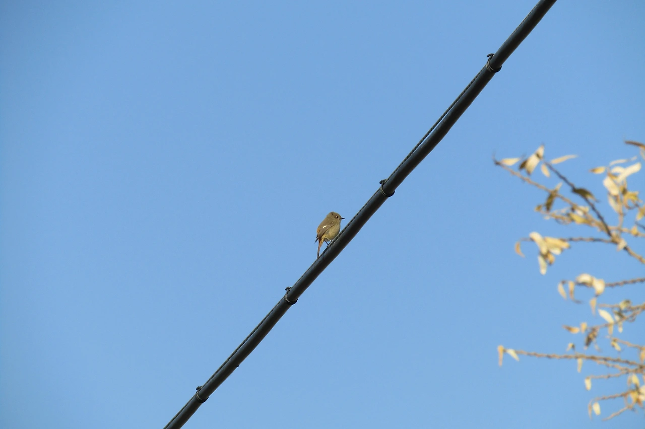 [1.척추동물아문-조강-참새목-지빠귀과] 딱새(f) (경기 의왕 왕송호수).JPG