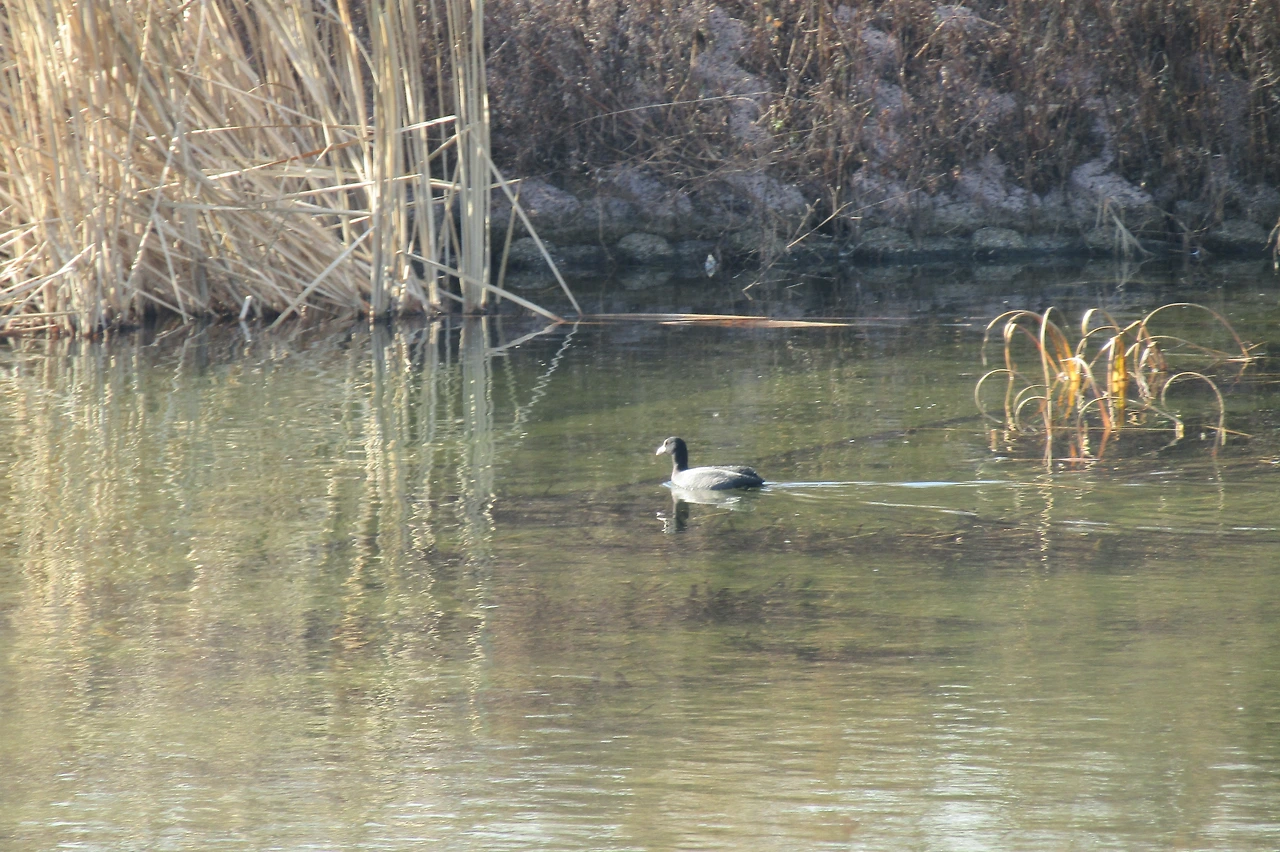 [1.척추동물아문-조강-두루미목-뜸부기과] 물닭 (경기 의왕 왕송호수).JPG