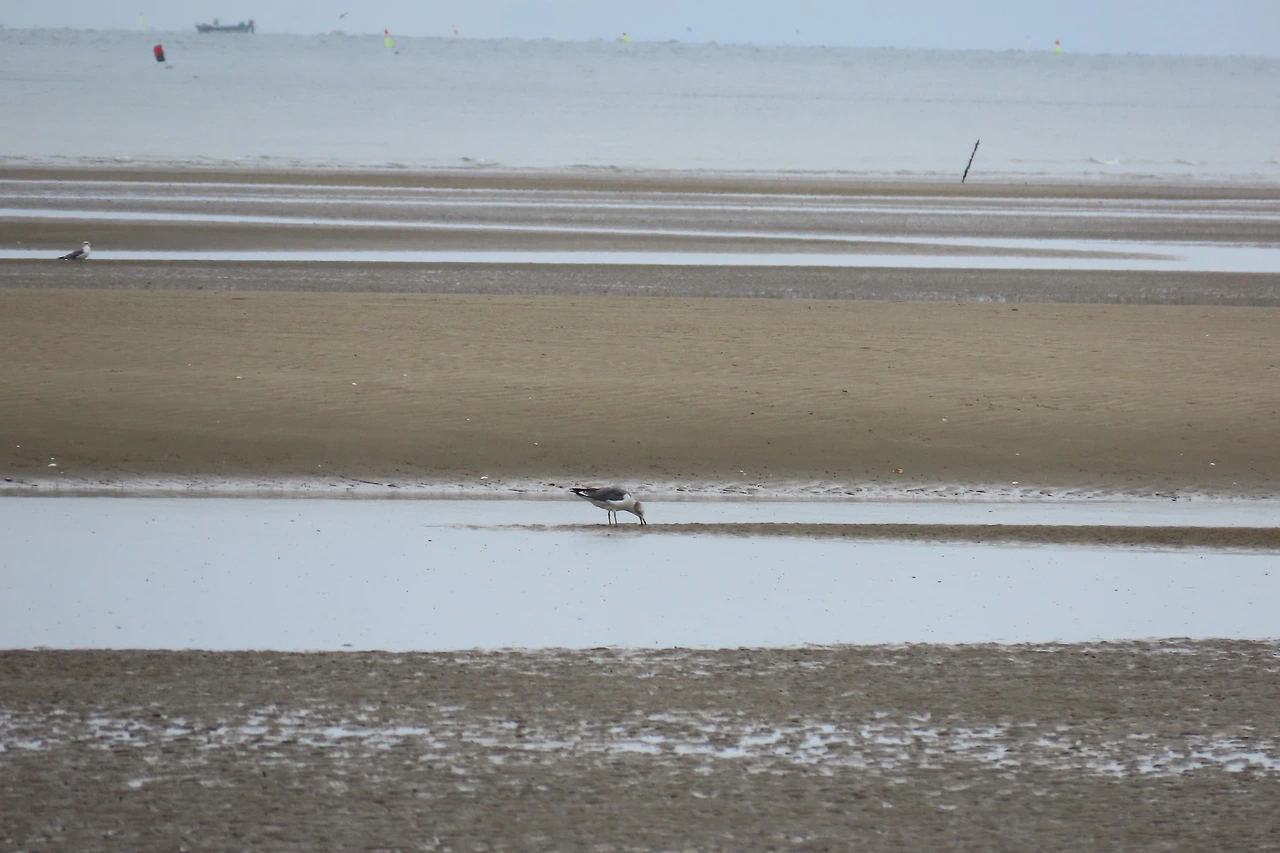 [소황사구] 새-괭이갈매기.JPG