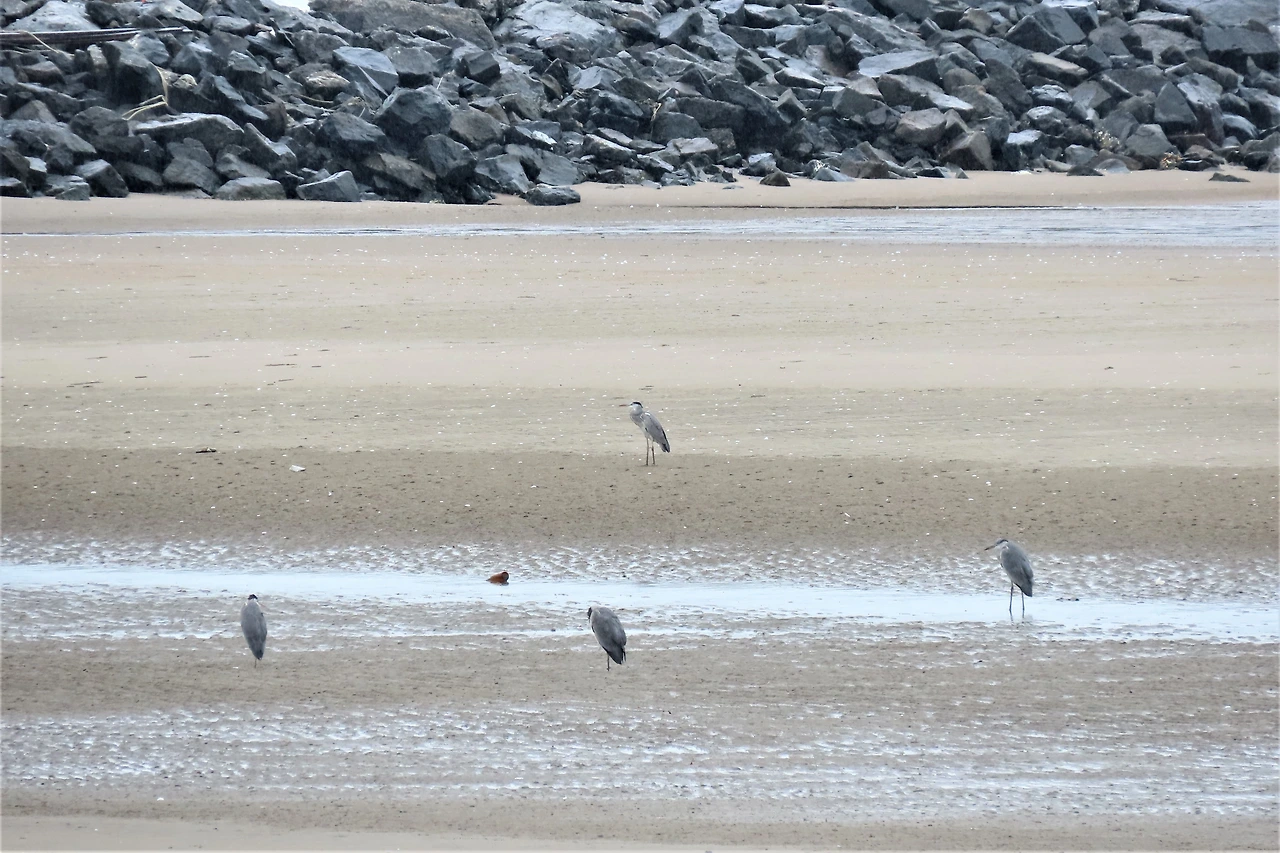 [소황사구] 새-왜가리.JPG