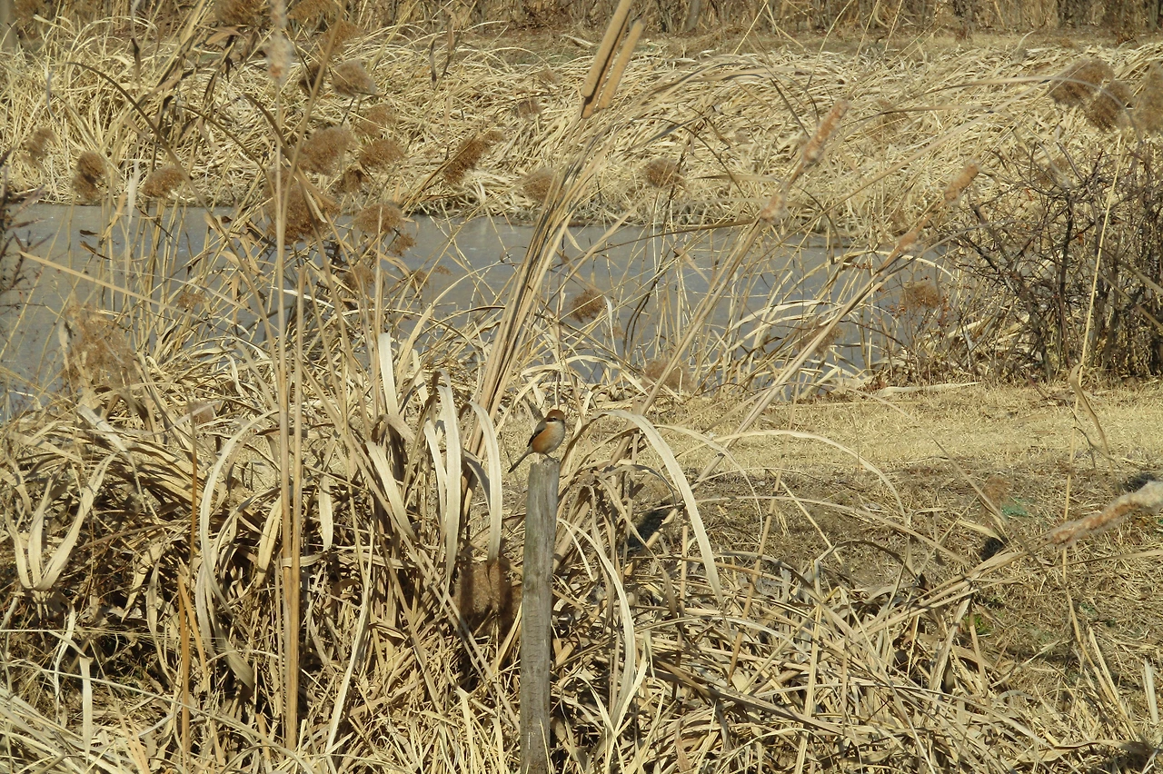 [1.척추동물아문-조강-참새목-때까치과] 때까치 (경기 의왕 왕송호수).JPG