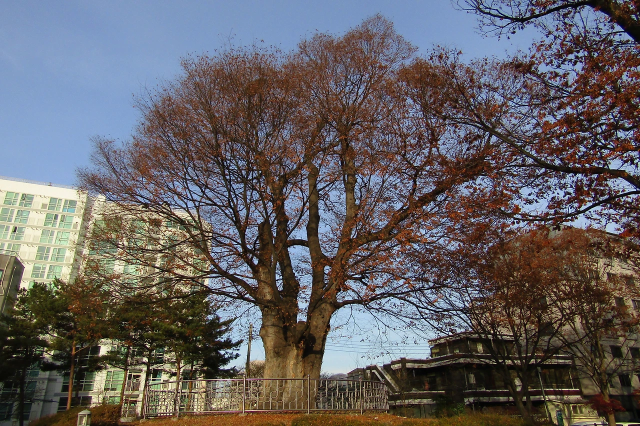 [2-2.서울시기념물] 화양동 느티나무 (700년 이상) (화양동4-3).JPG