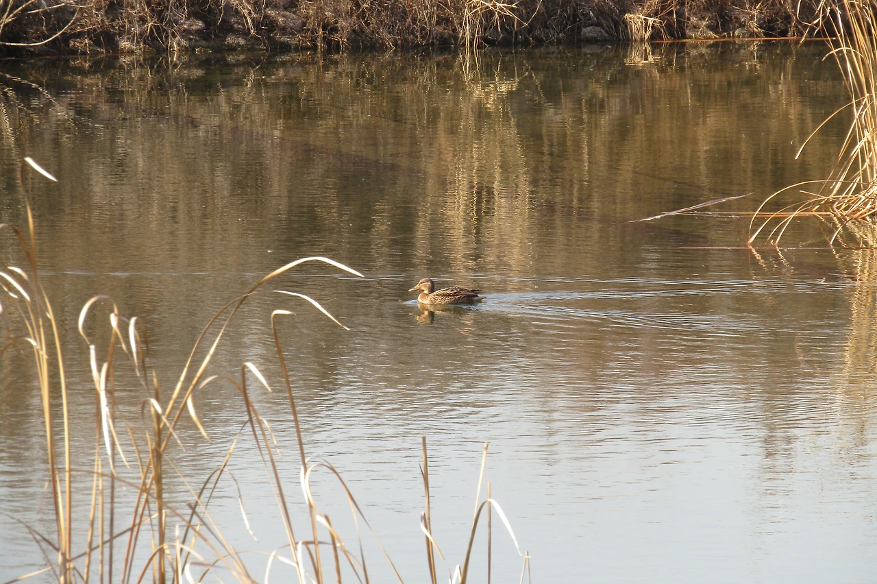 [1.척추동물아문-조강-기러기목-오리과] 오리-청둥오리(f) (경기 의왕 왕송호수).JPG