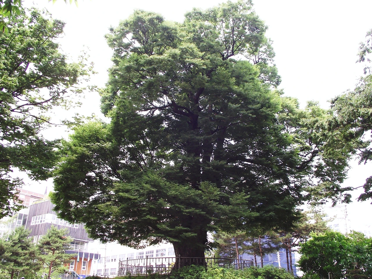 [2-2.서울시기념물] 화양동 느티나무 (700년 이상) (화양동2-1).JPG