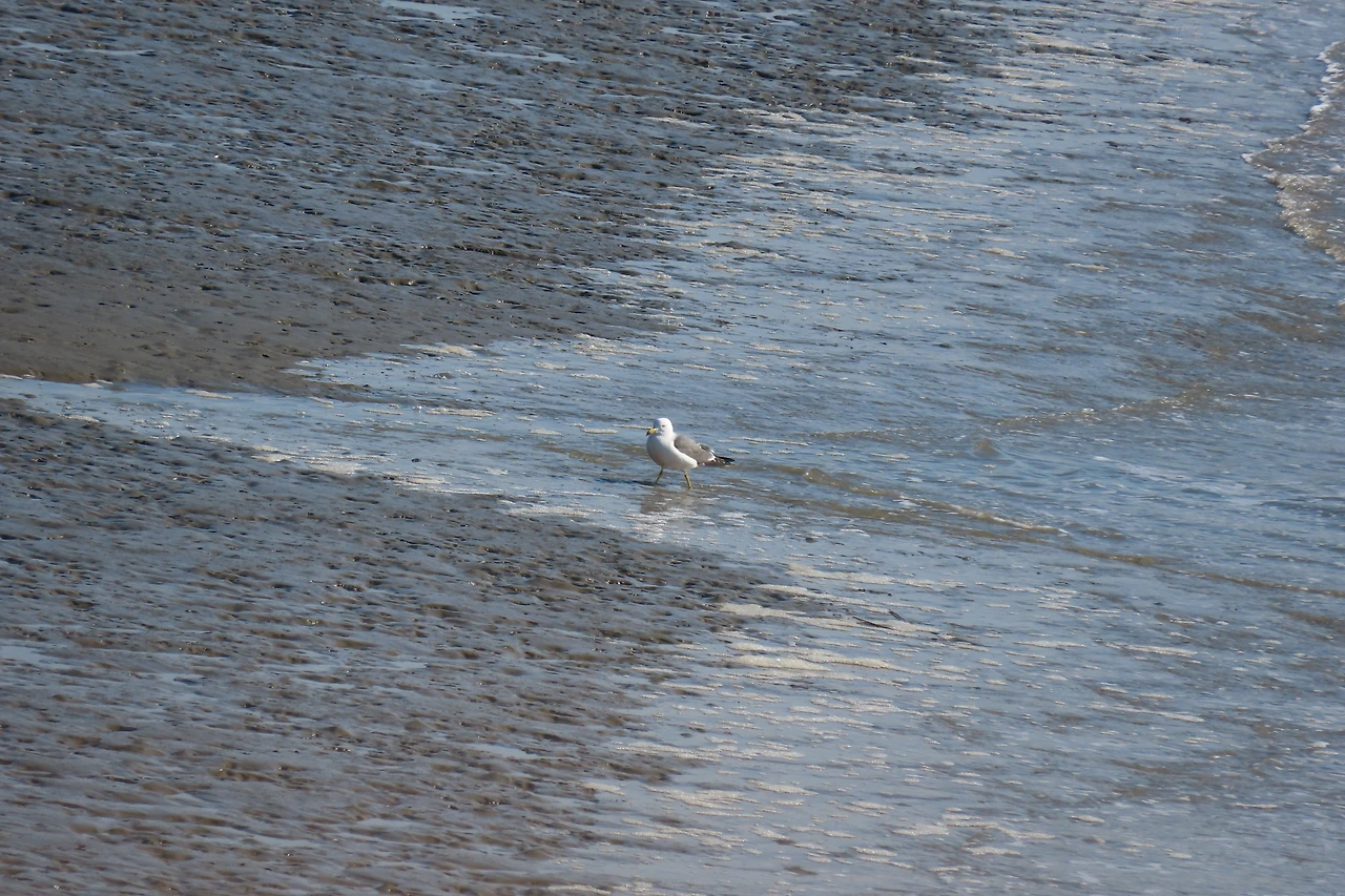 [1.척추동물아문-조강-도요목-갈매기과] 괭이갈매기 (인천 월미도1-2).JPG