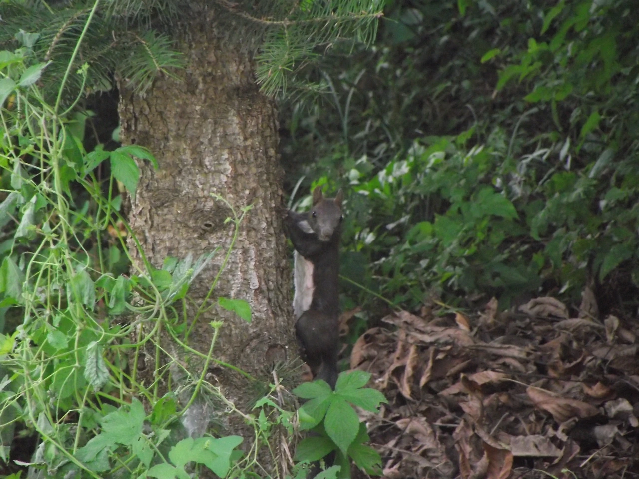 [1.척추동물아문-포유강-쥐목-다람쥐과] 청서 (KNUE2).JPG