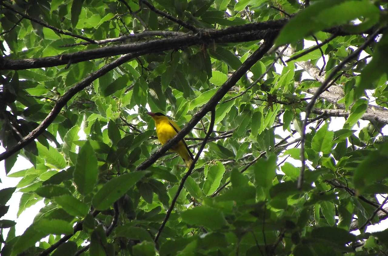 [1.척추동물아문-조강-참새목-꾀꼬리과] 꾀꼬리 (KNUE2).JPG