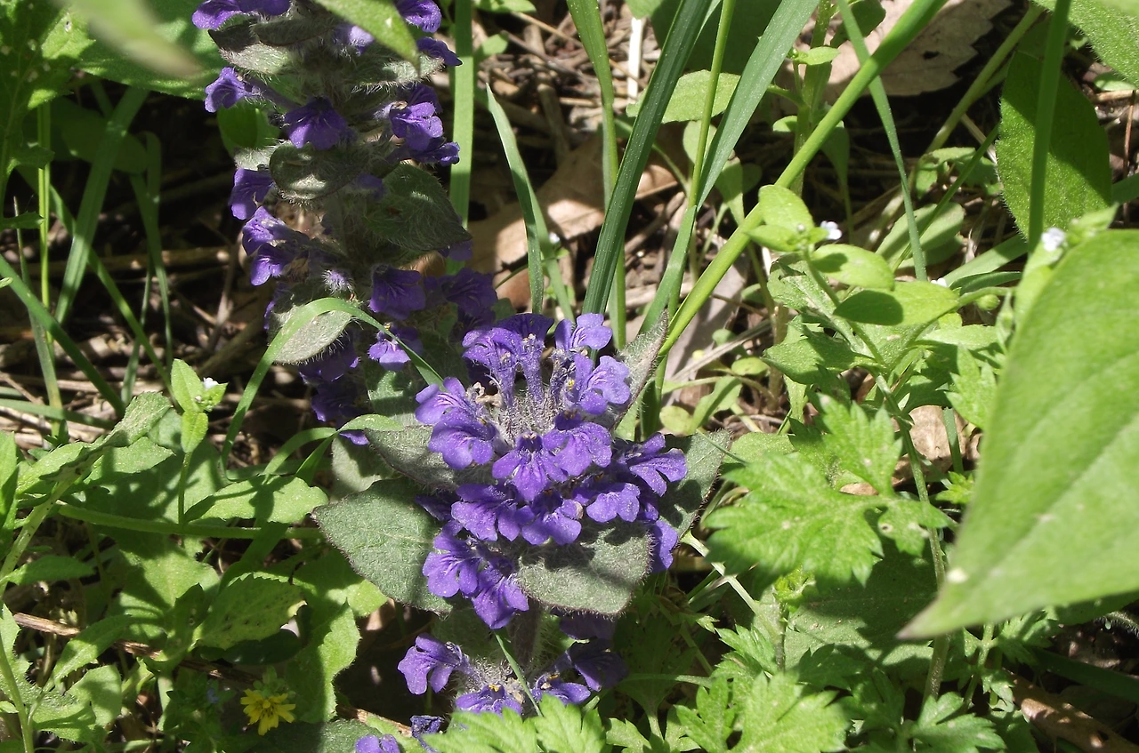 [2.속씨식물문-(진정)쌍떡잎식물강-국화군-꿀풀목-꿀풀과] 조개나물_꽃 (5월, KNUE1).JPG