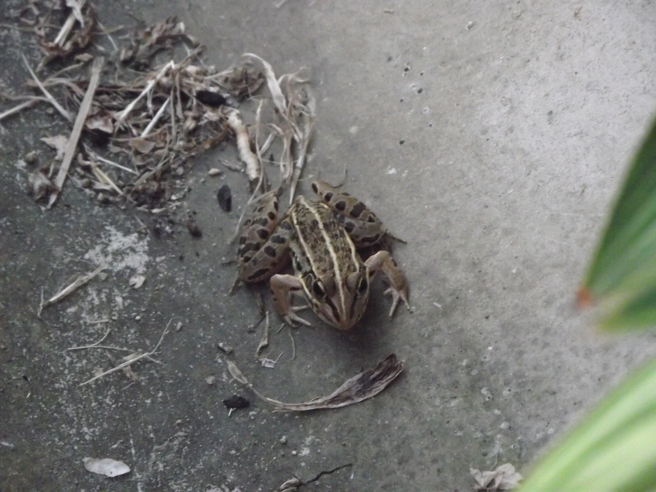 [1.척삭동물문-양서강-개구리목-개구리과] 참개구리 (KNUE2).JPG