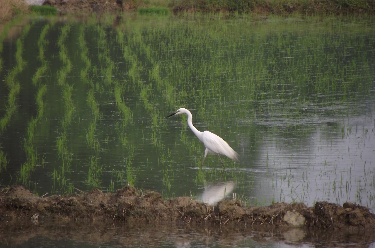 [1.척추동물아문-조강-황새목-백로과] 백로_중대백로 (충북 청원군 강내면1-3).JPG