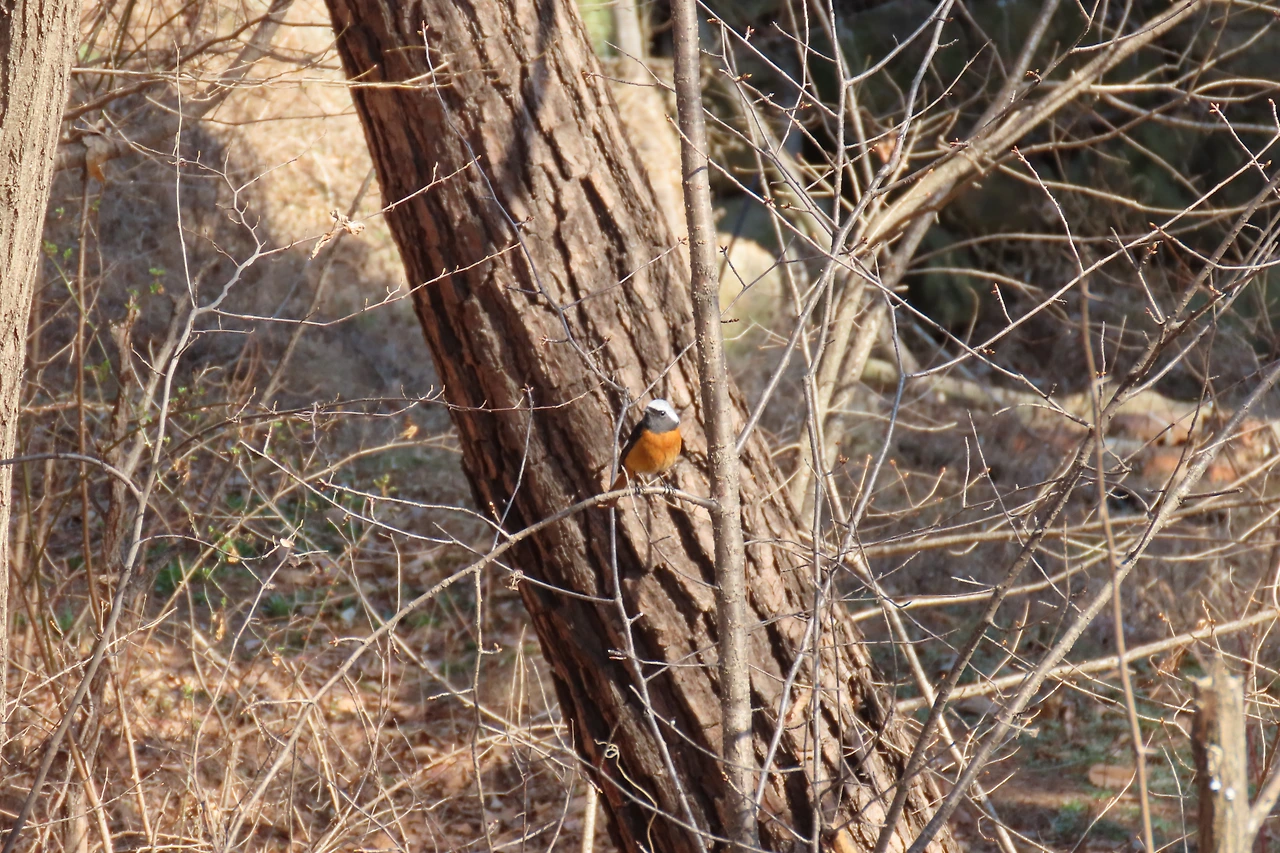 [1.척추동물아문-조강-참새목-지빠귀과] 딱새 (경기 안양 예술공원).JPG