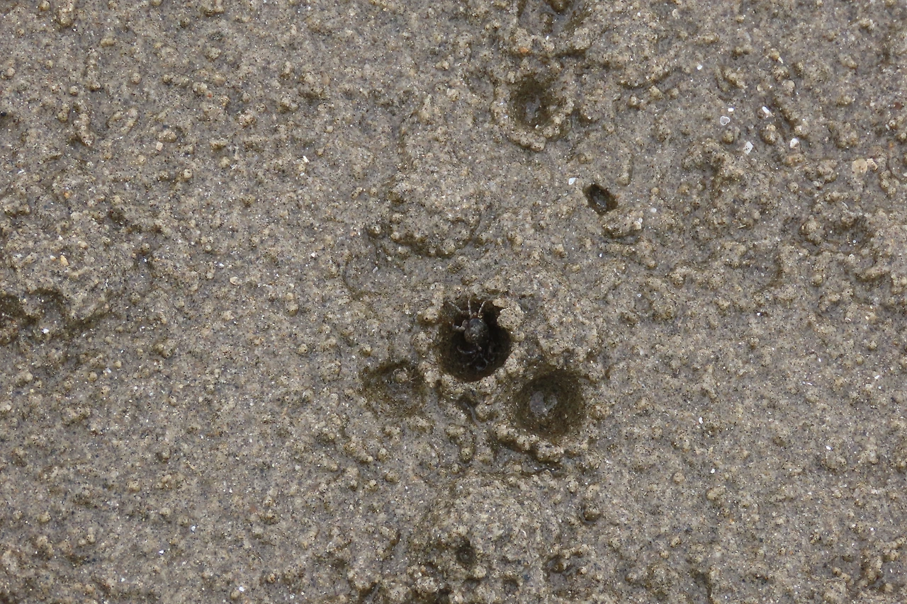 [소황사구] 모래갯벌-게2.JPG