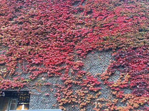 IMG_7421.jpg?type=w773