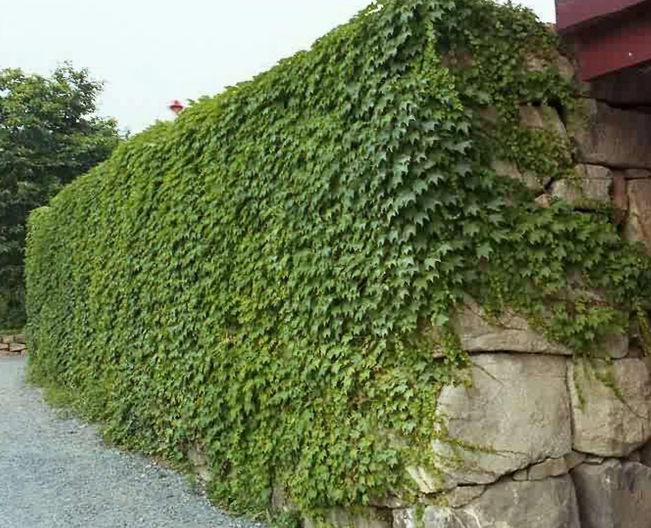 2675F54D56D78B6A04AF37