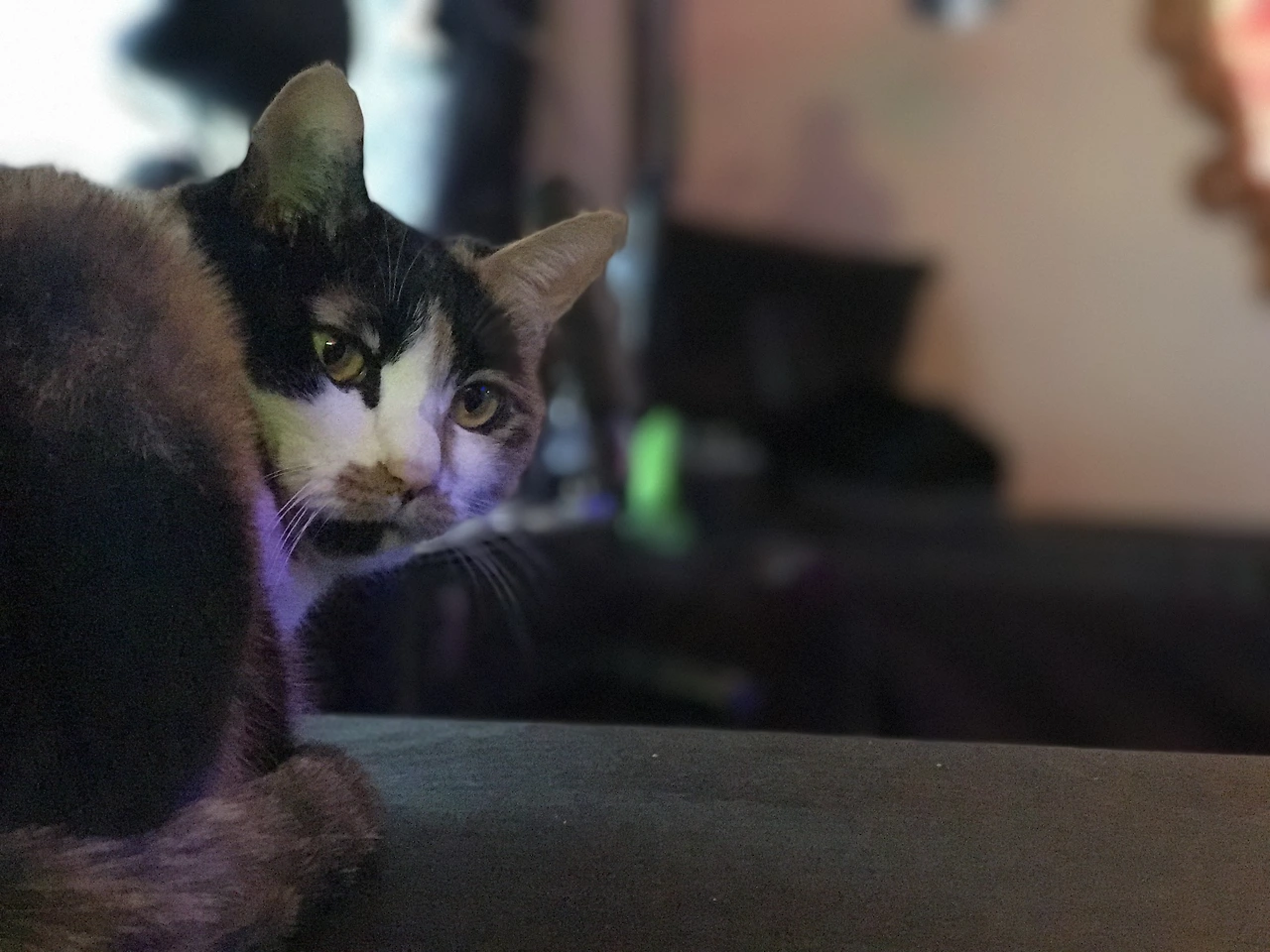 IMG_8437.JPG?resizeSmall&width=832