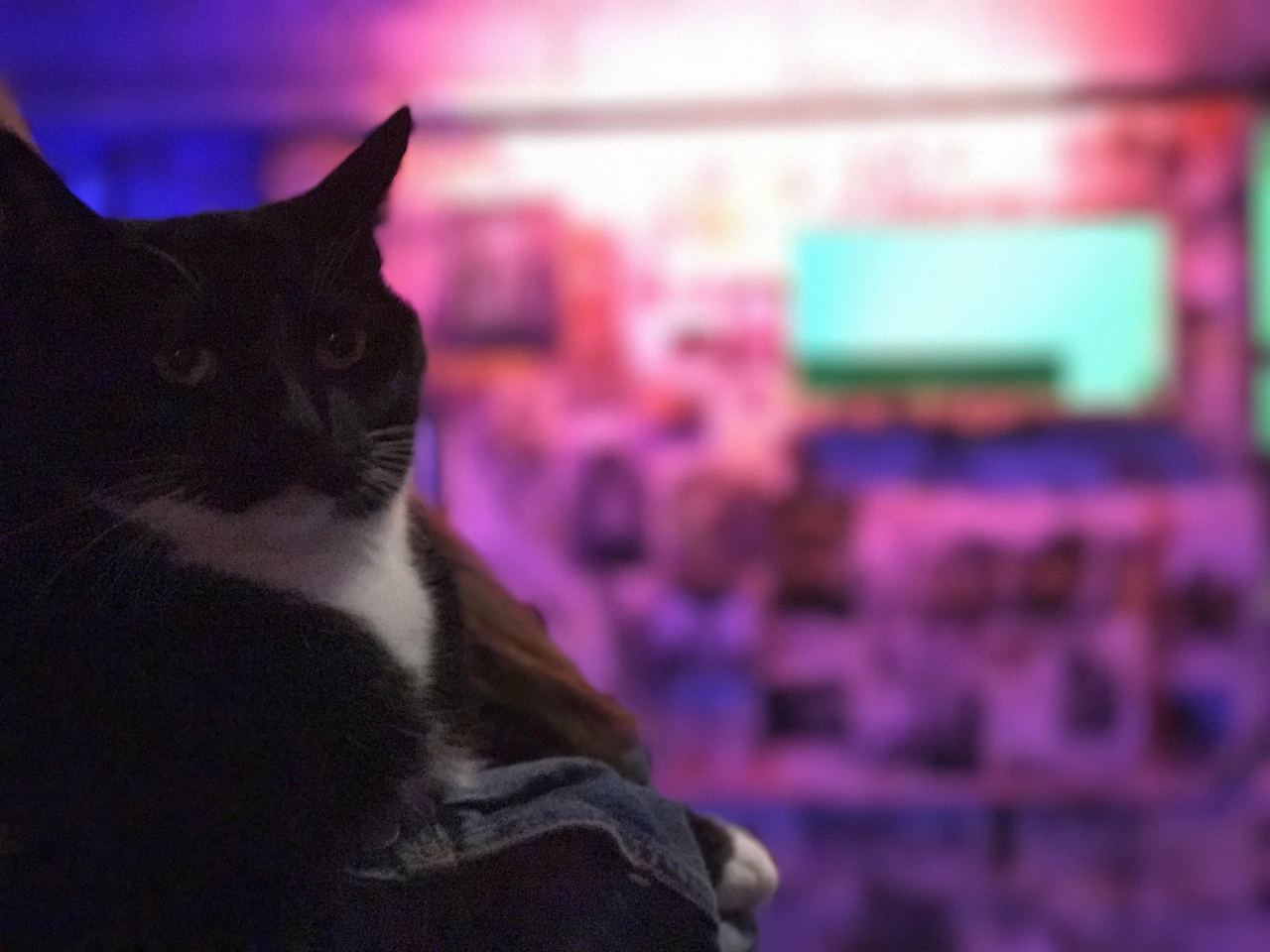 IMG_8629.JPG?resizeSmall&width=832